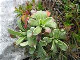 Saxifraga hostii